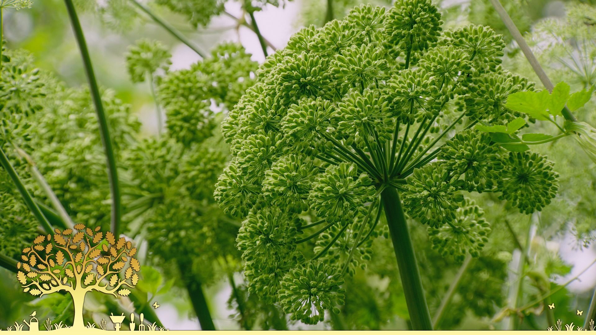 Gardeners' World 54x16