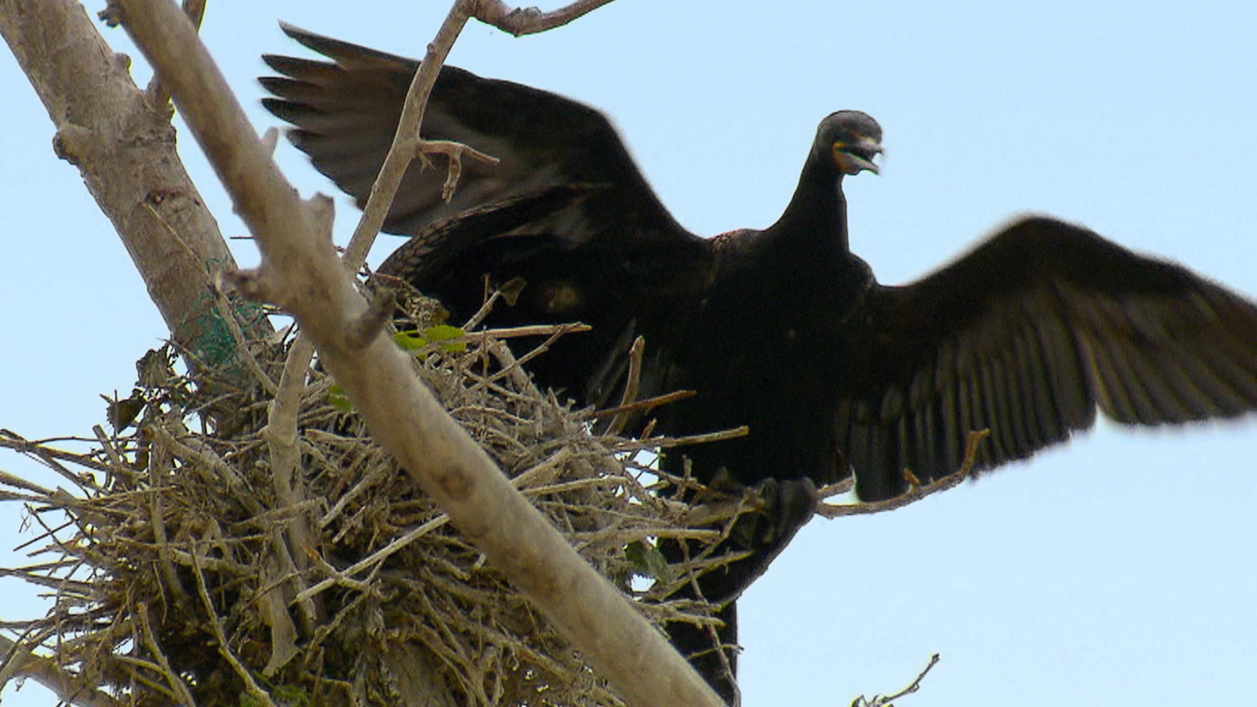 Great Lakes Wild S01E04 backdrop