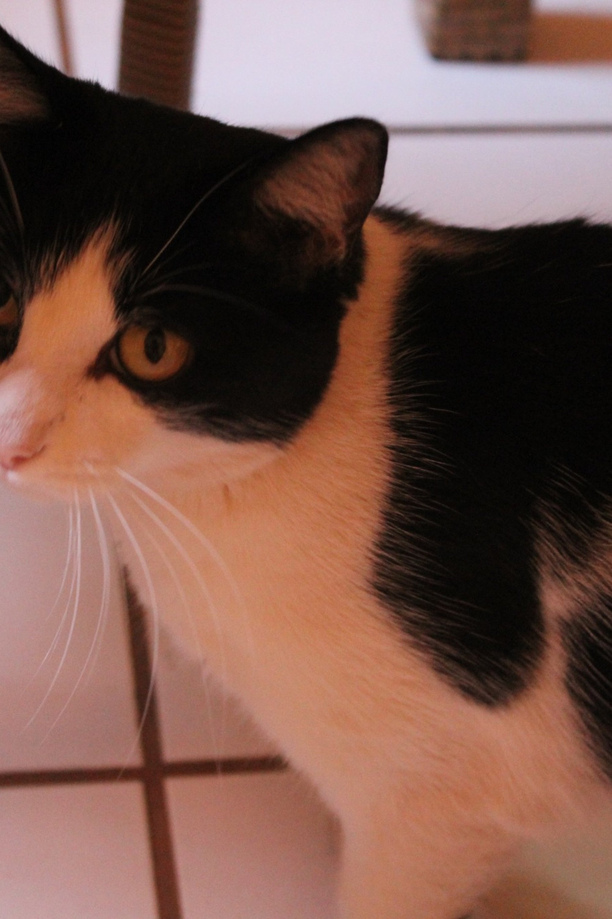 Gustavinha as Gato