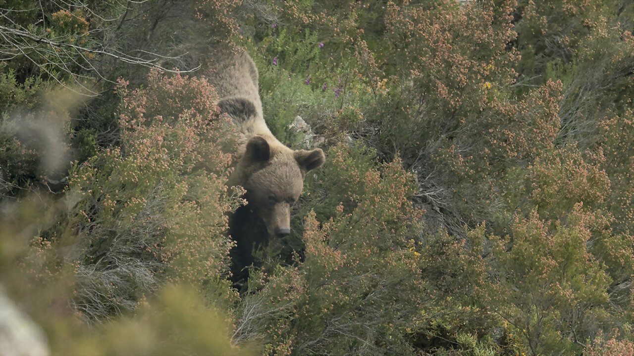 Ours, simplement sauvage