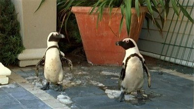 S1E1 · Killer Swarms and Urban Penguins