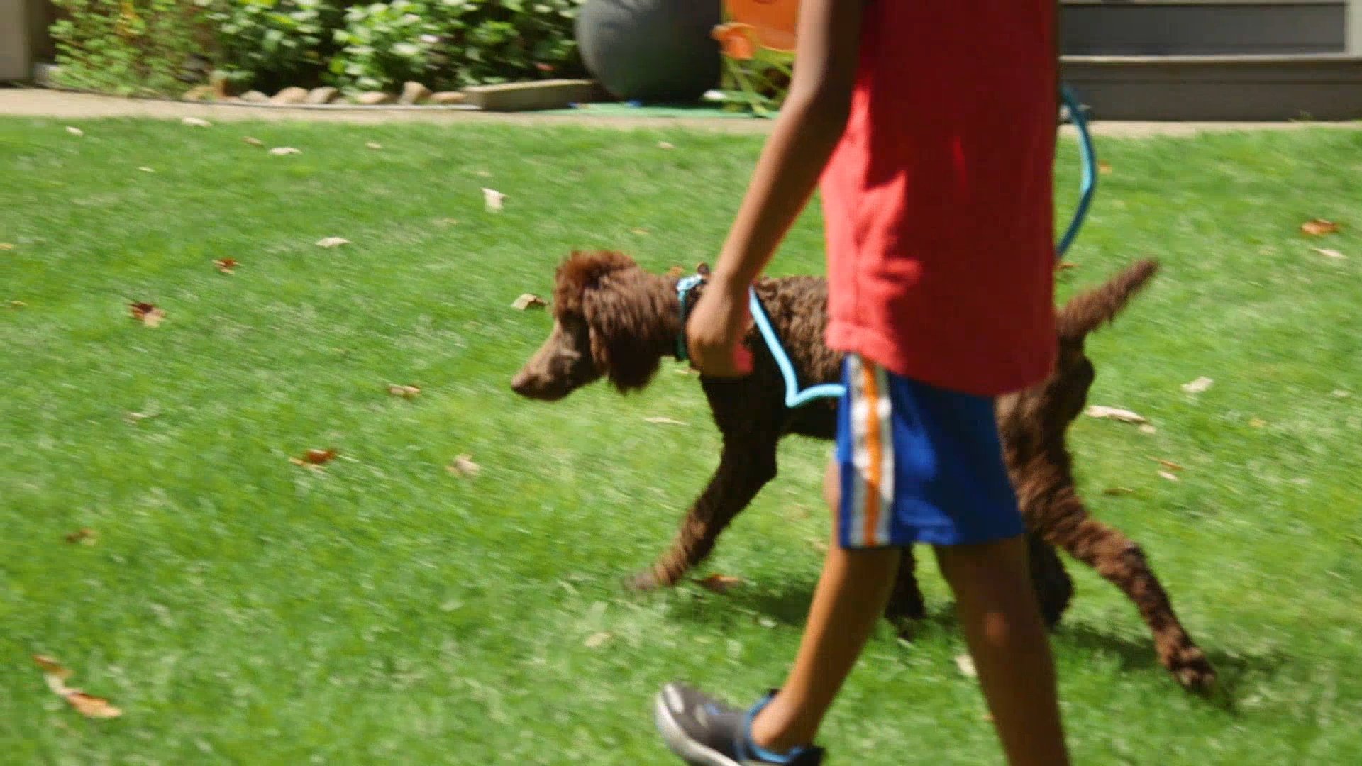 Thumbnail for Brand New Backyards Season 1 Episode 15