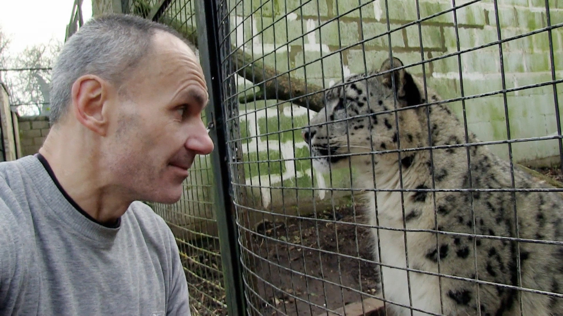 Snow Leopards of Leafy London
