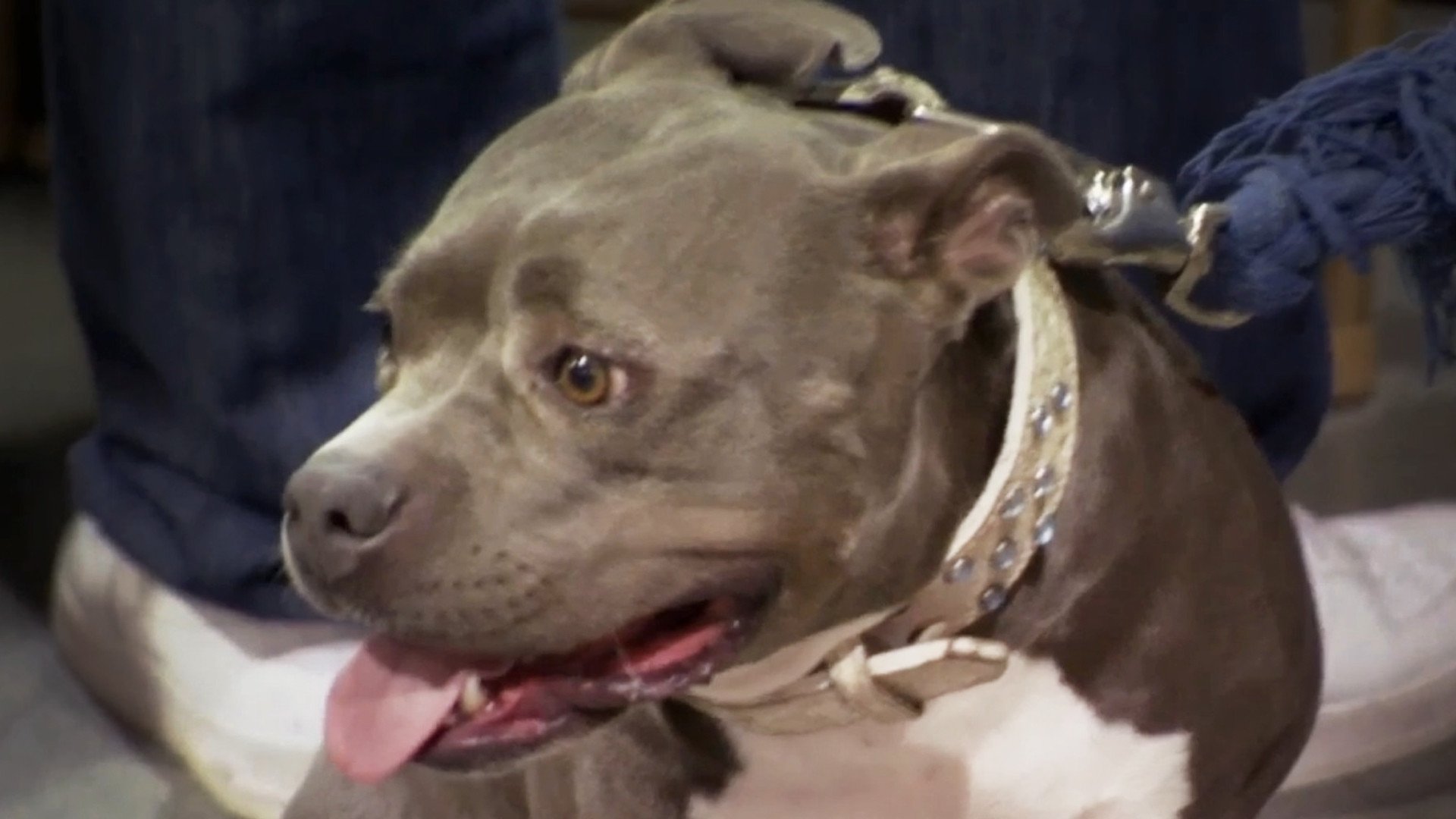 Pit Bulls and Parolees
