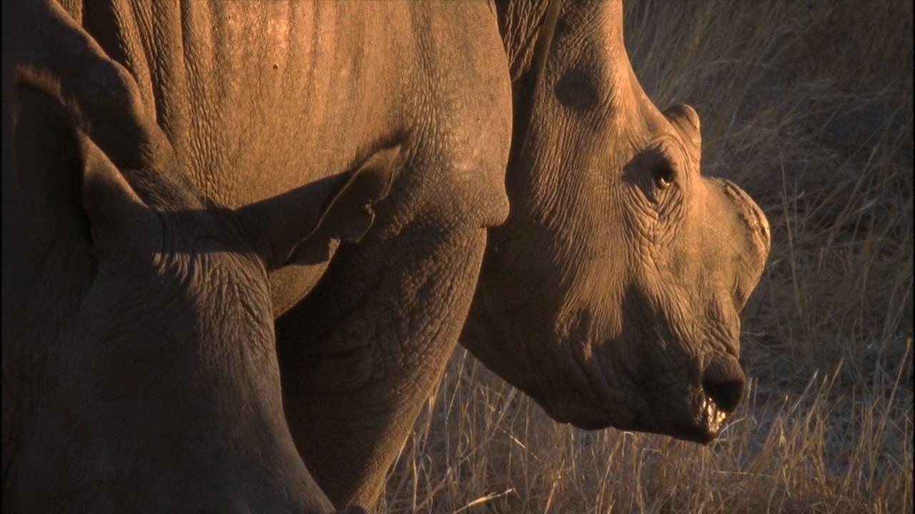 Rhino Rescue (2009)