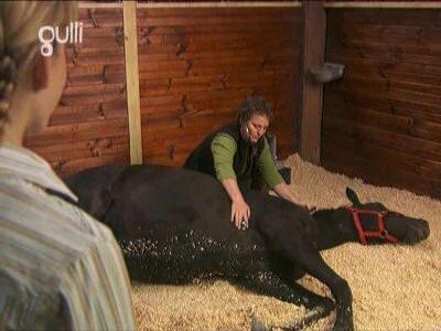 The Saddle Club