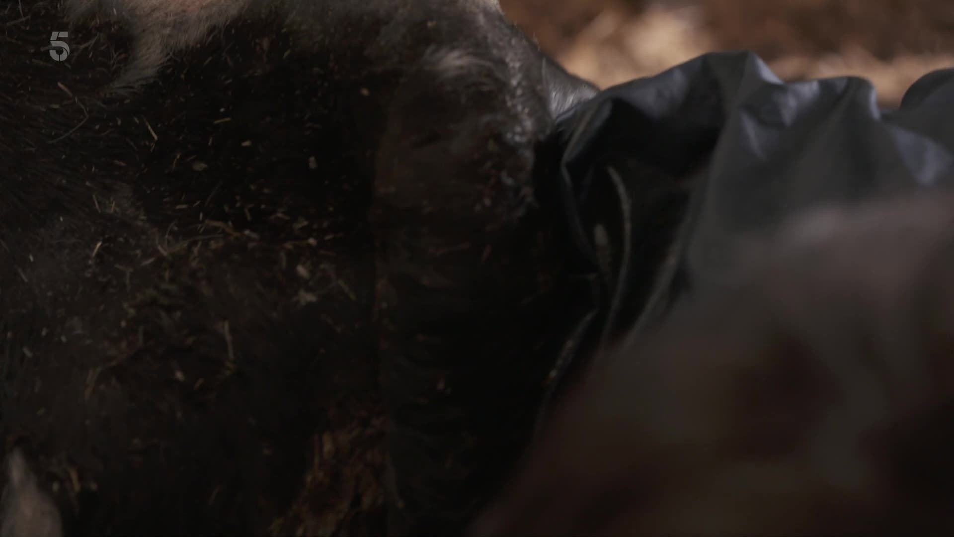 The Yorkshire Vet S14E04 backdrop