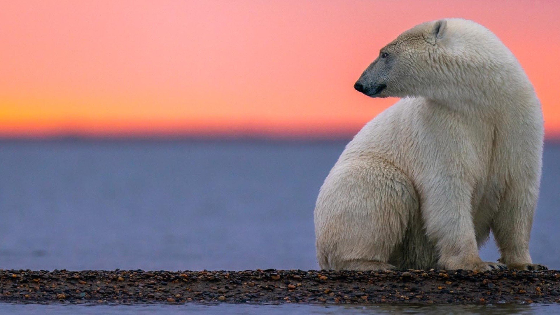 Kingdom of the Polar Bears
