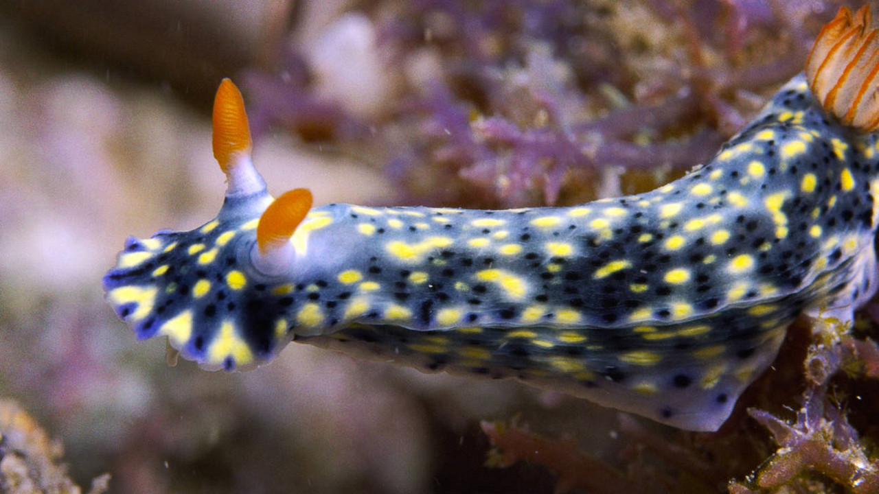 Great Blue Wild S03E03 backdrop