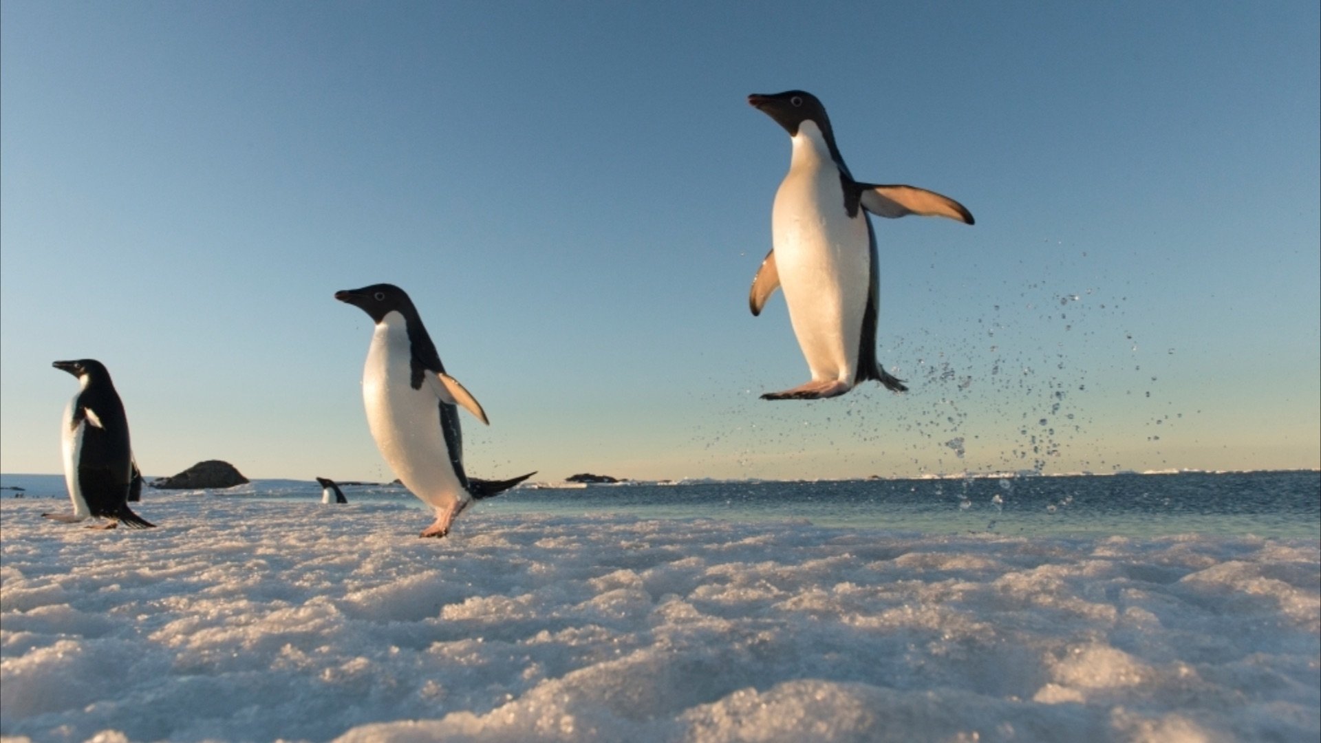 Antarctica, sur les traces de l'empereur (2016)