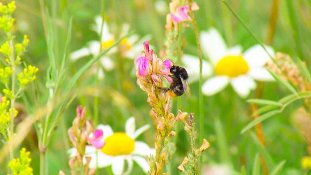 Countryfile 34x21