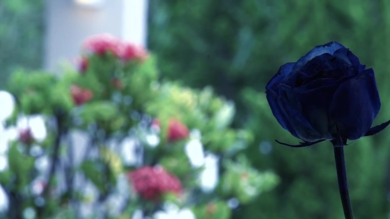 Dry Flowers (2017)
