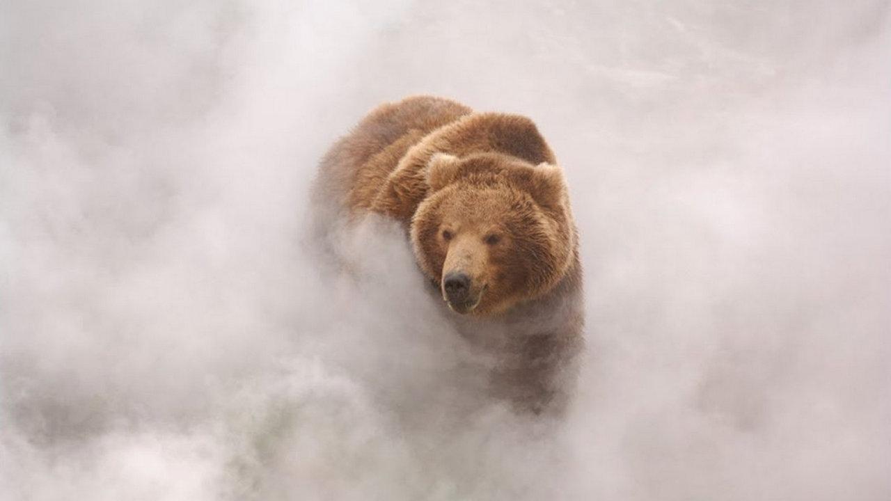 დათვების მიწა / Land of the Bears