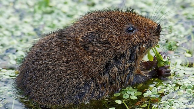 Springwatch