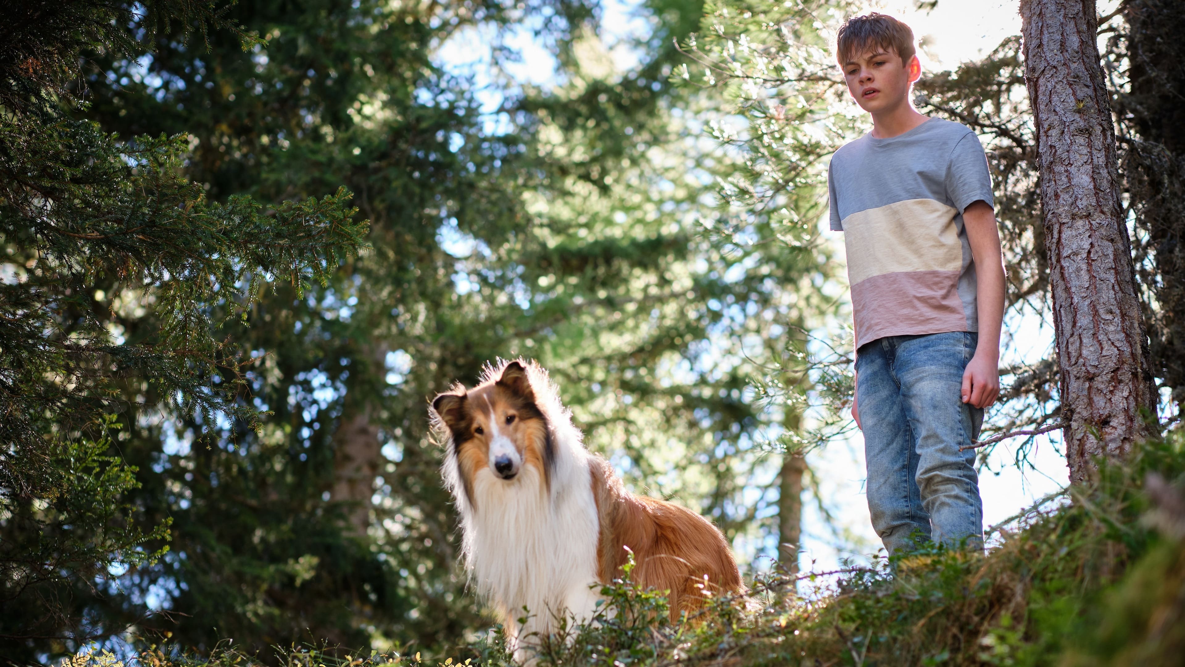 Lassie: Nové dobrodružství
