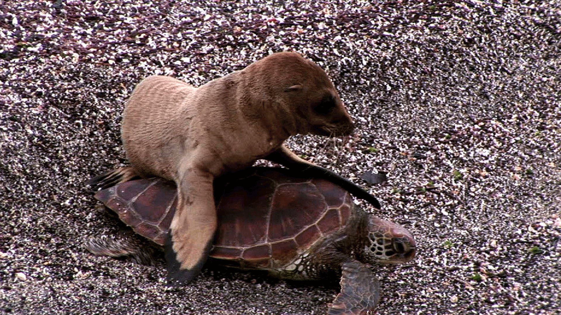 Thumbnail for Seal Riding on a Turtle feat. Parry Gripp Season 1 Episode 2