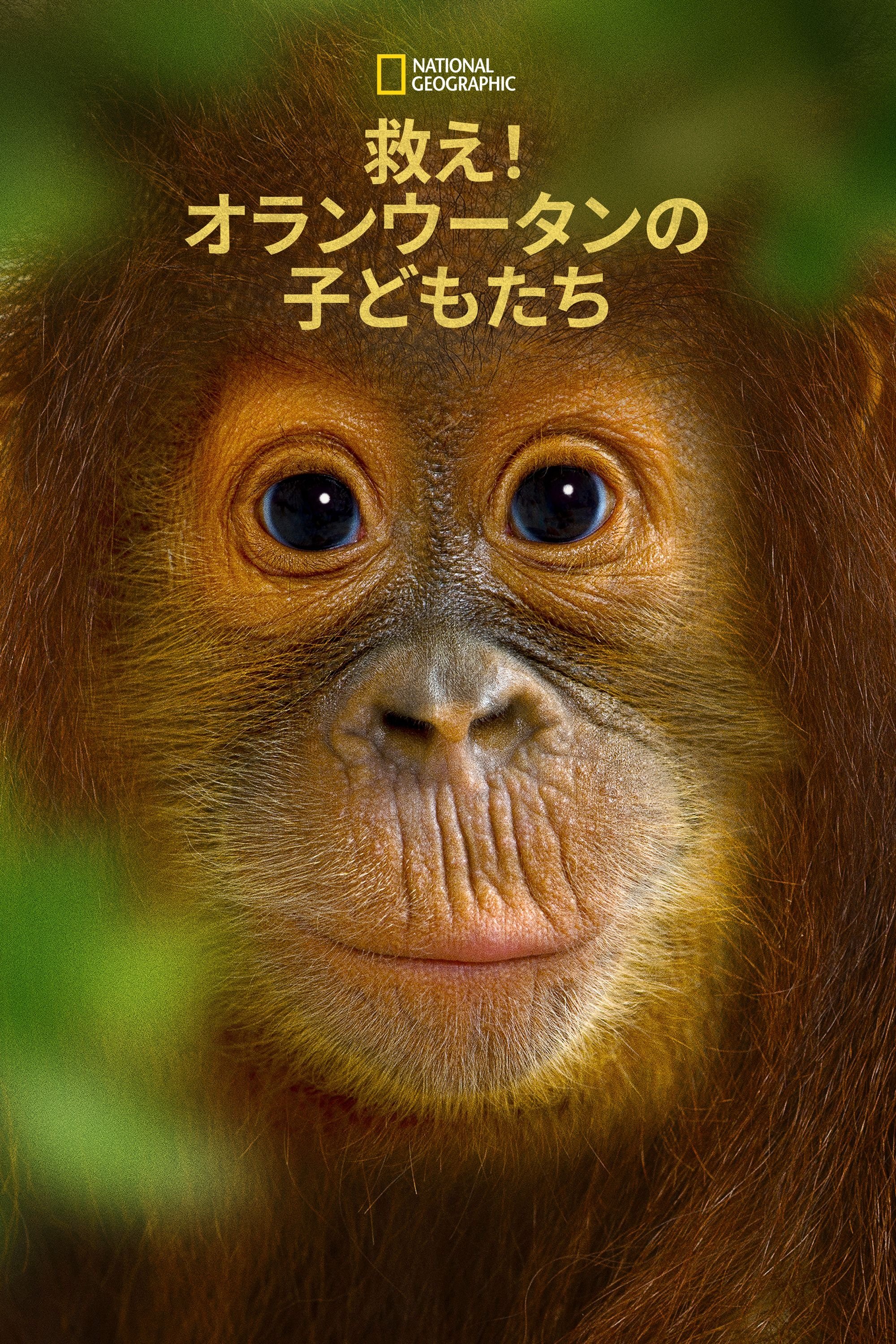 Operation Orangutan