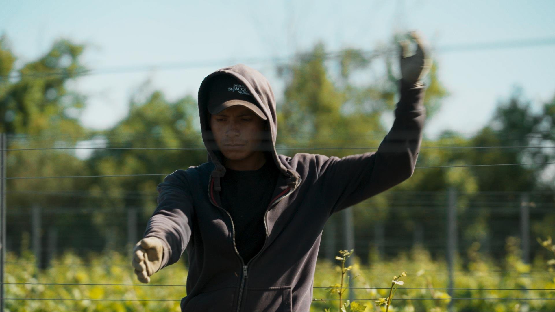 La vigne est belle - Épisode 2