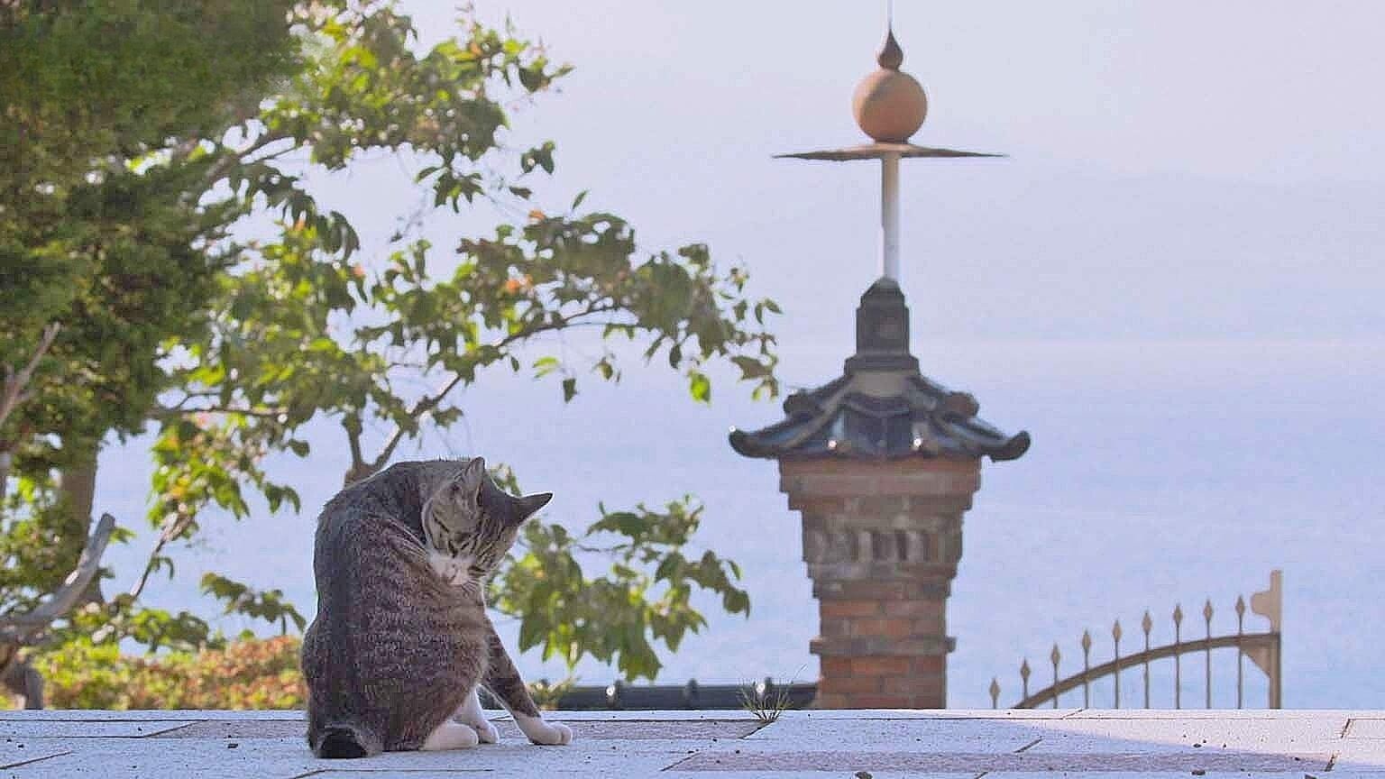 A Cat's-Eye View of Japan - Épisode 16