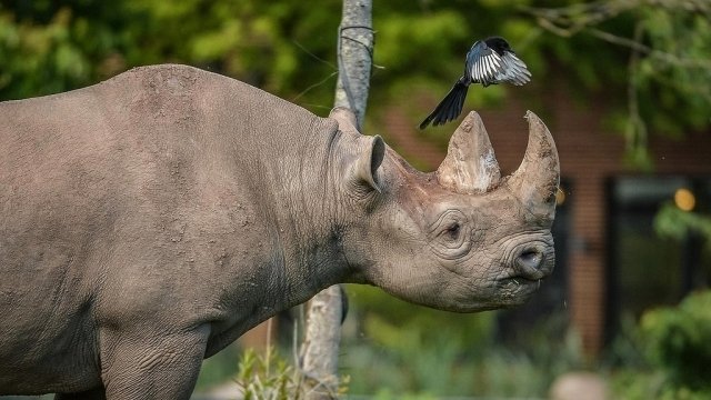 The Secret Life of the Zoo - Épisode 3
