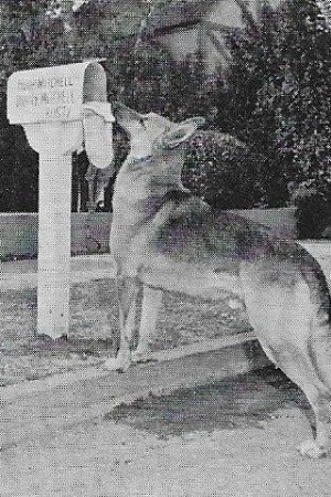 et billede af Flame the dog