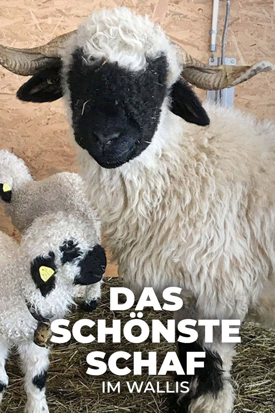 Das sch&ouml;nste Schaf im Wallis