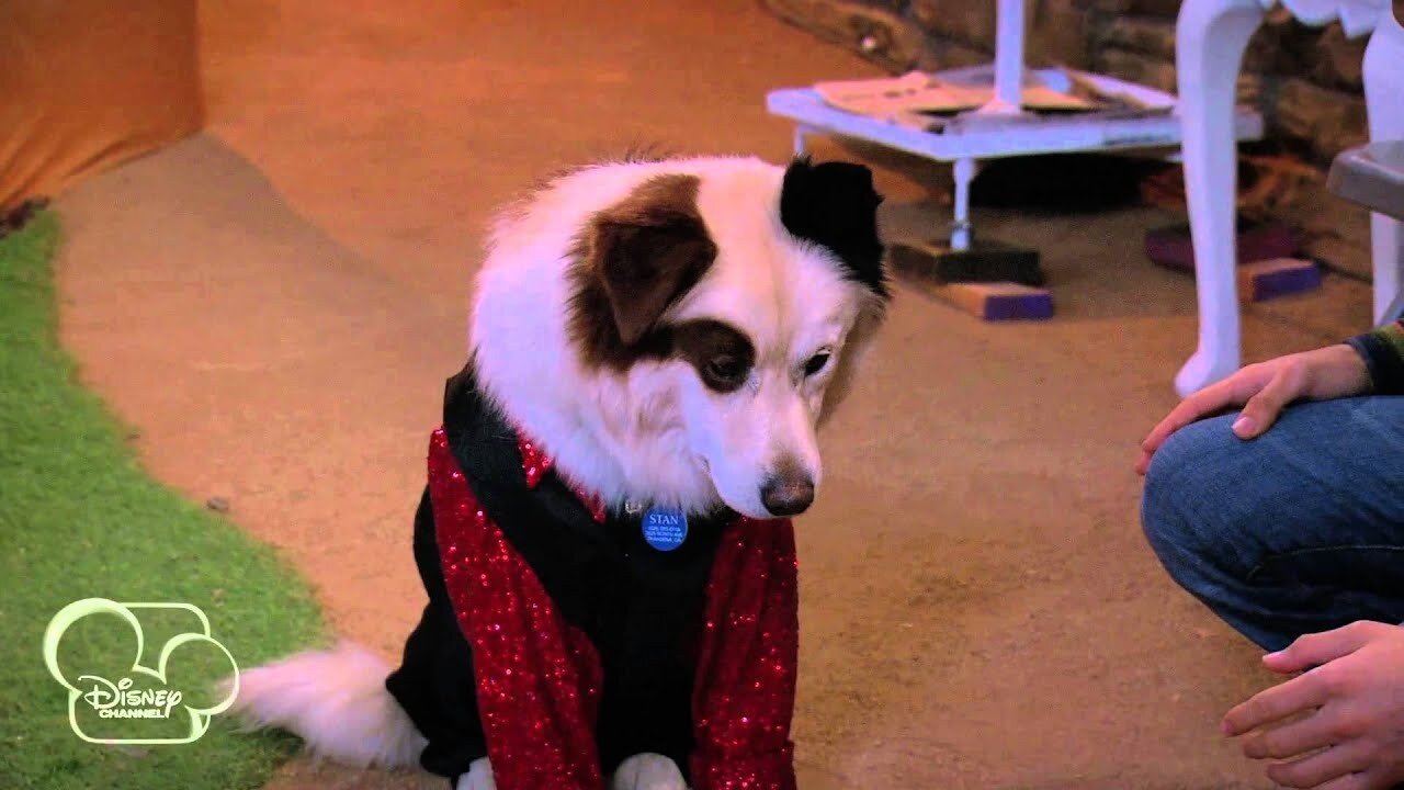 Dog with a Blog
