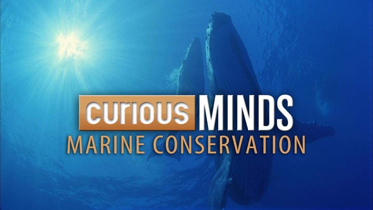 Curious Minds: Marine Conservation poster