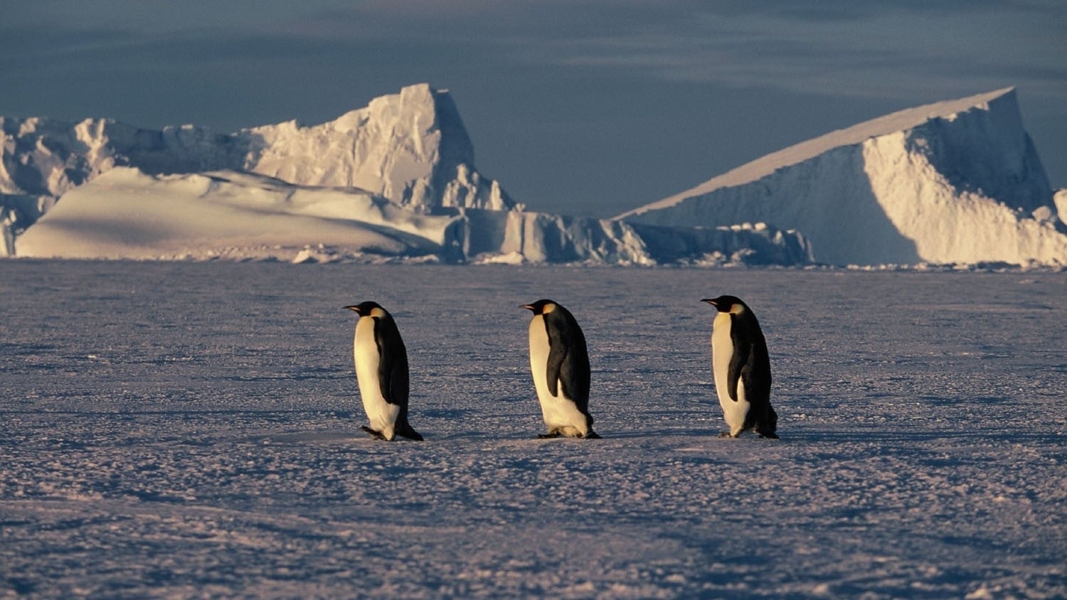 A Marcha dos Pinguins (2005)