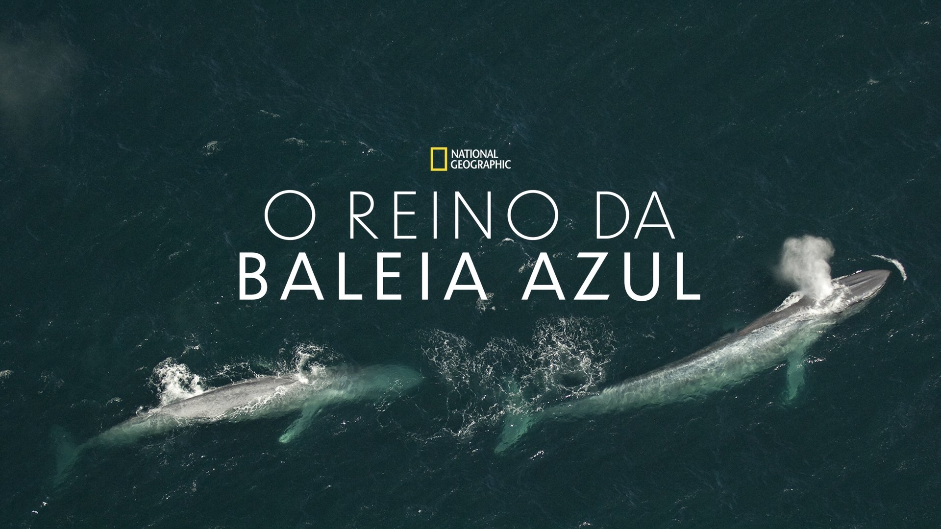 Kingdom of the Blue Whale