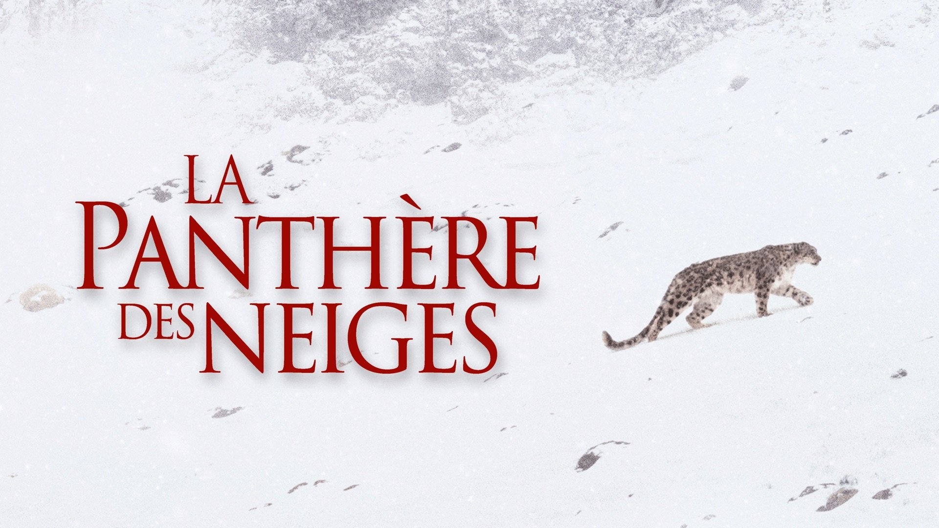 Image du film La Panthère des neiges agh5i7pvqhkkbj9dbrnmmbdge9wjpg