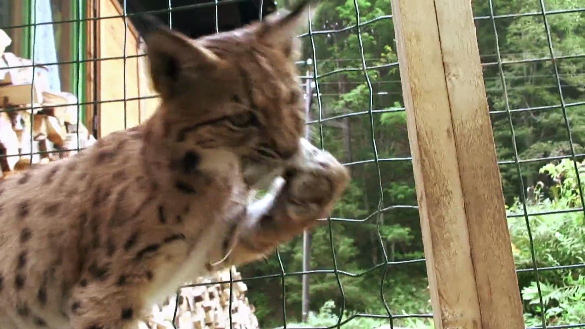 The Lynx Liaison (2010)