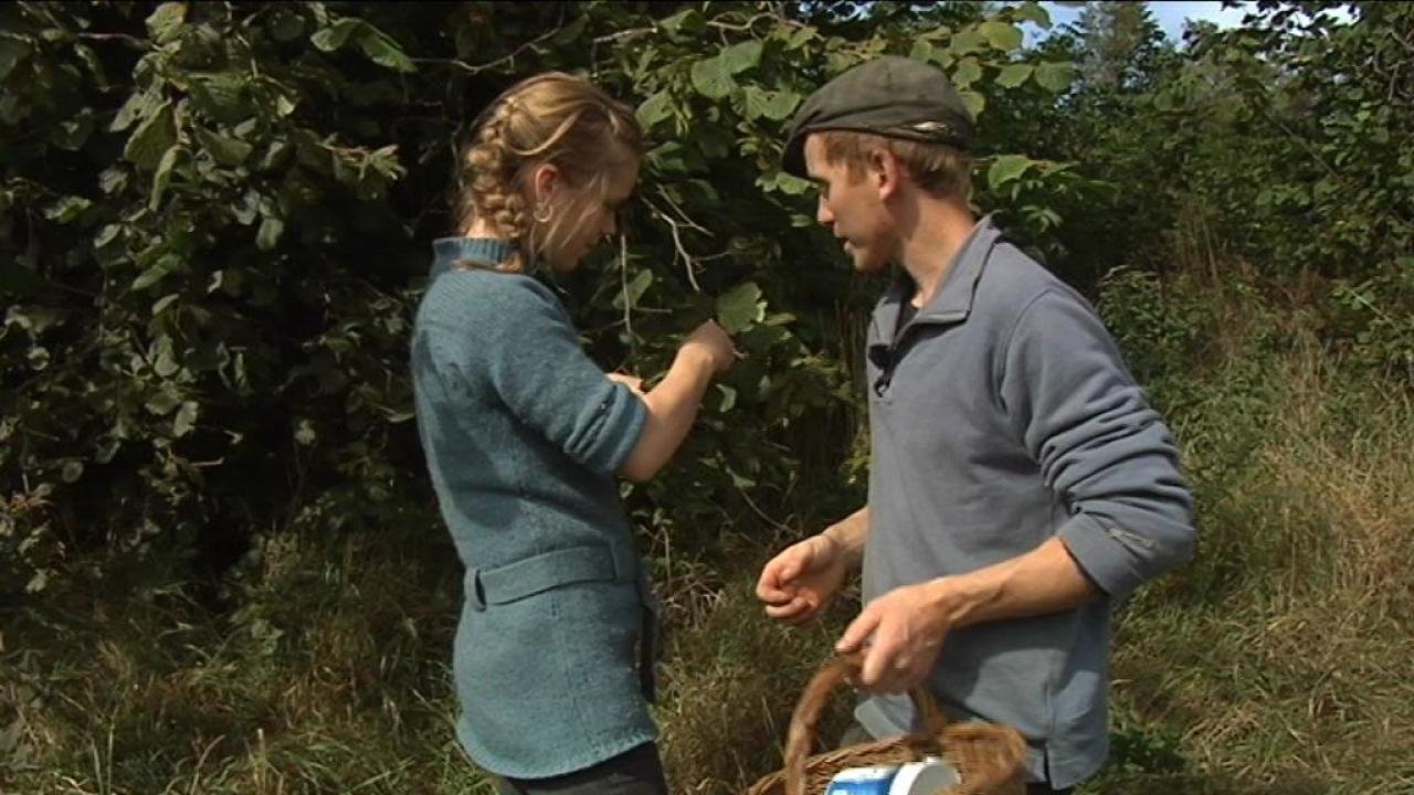 Frank & Kastaniegaarden