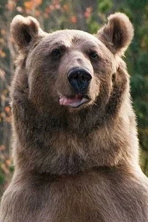 et billede af medved Stepa