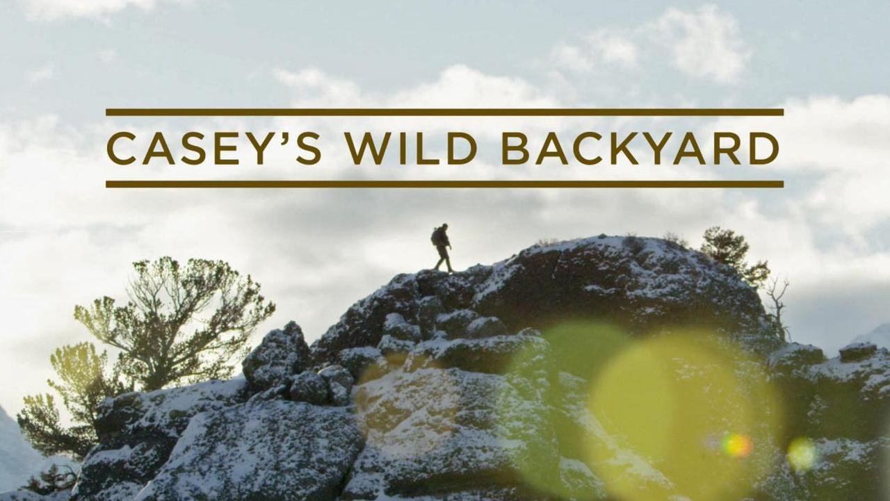 Casey's Wild Backyard poster