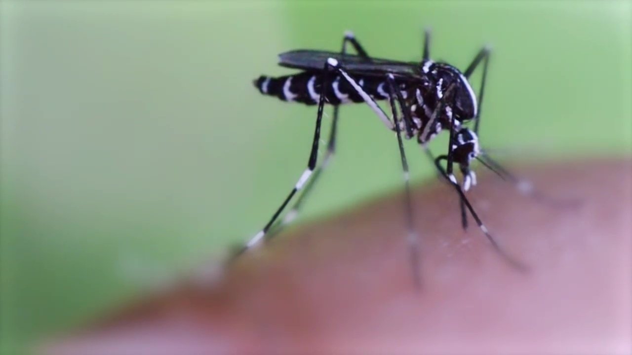 72 Dangerous Animals: Asia
