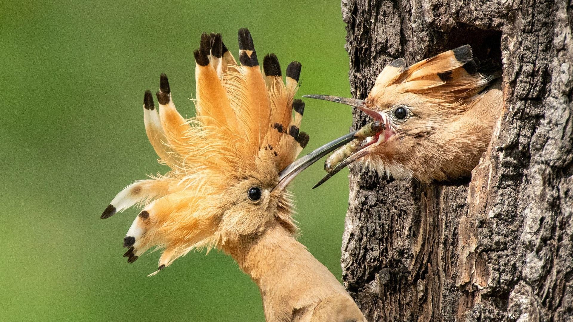 Deutschlands neue Wildnis