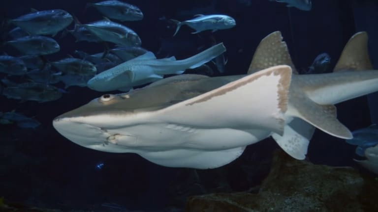 The Aquarium S02E05 backdrop