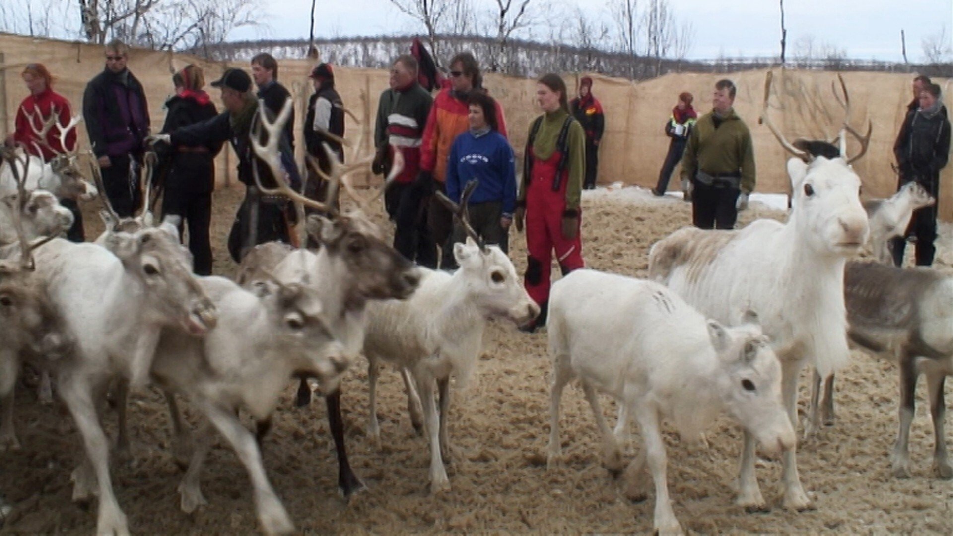 Thumbnail for Moving Reindeer to Soeroeya Season 1 Episode 5