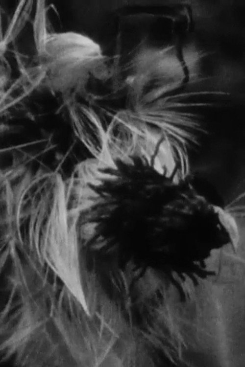 Poster for The Night of Songs