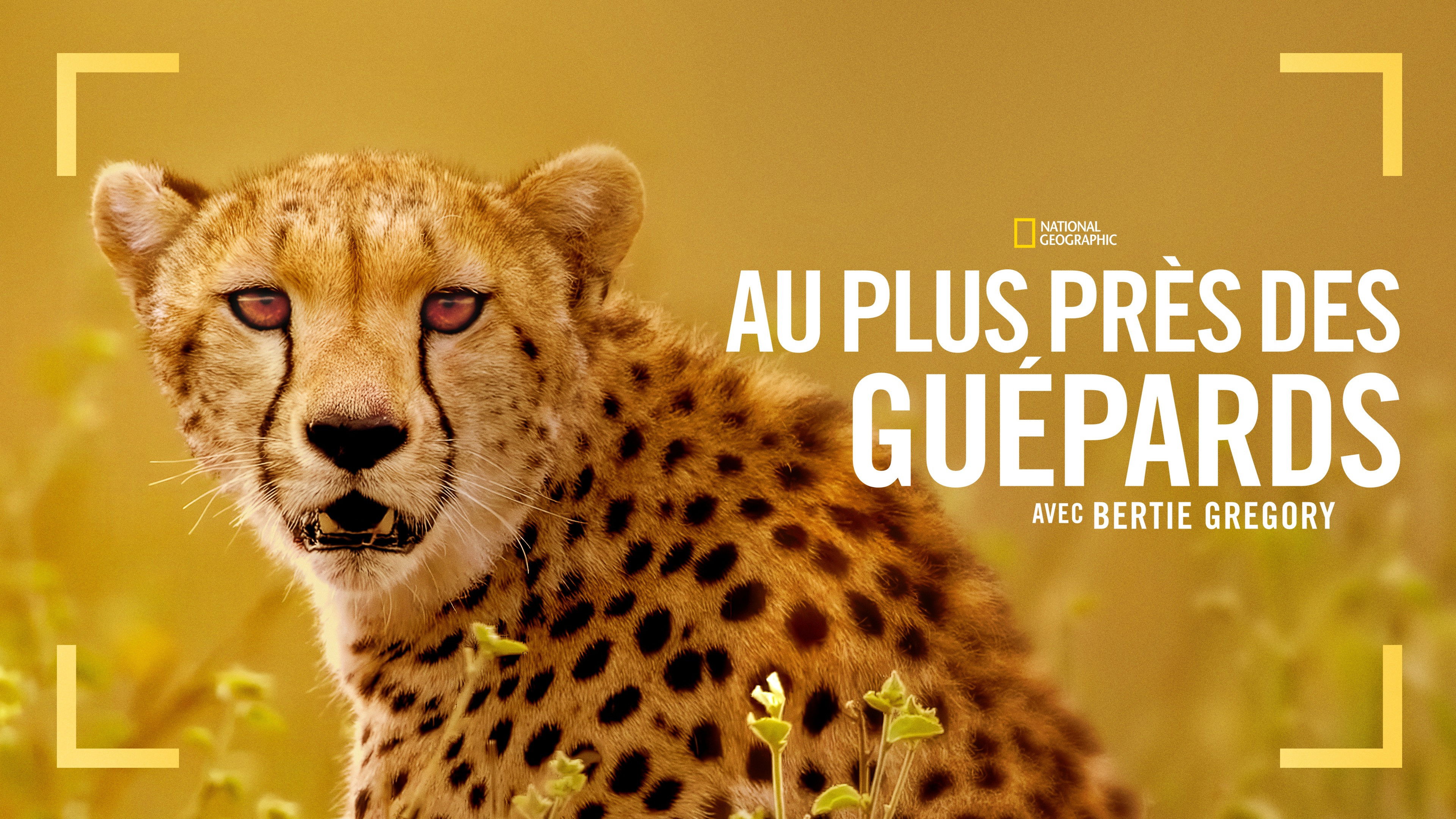 Cheetahs Up Close with Bertie Gregory backdrop