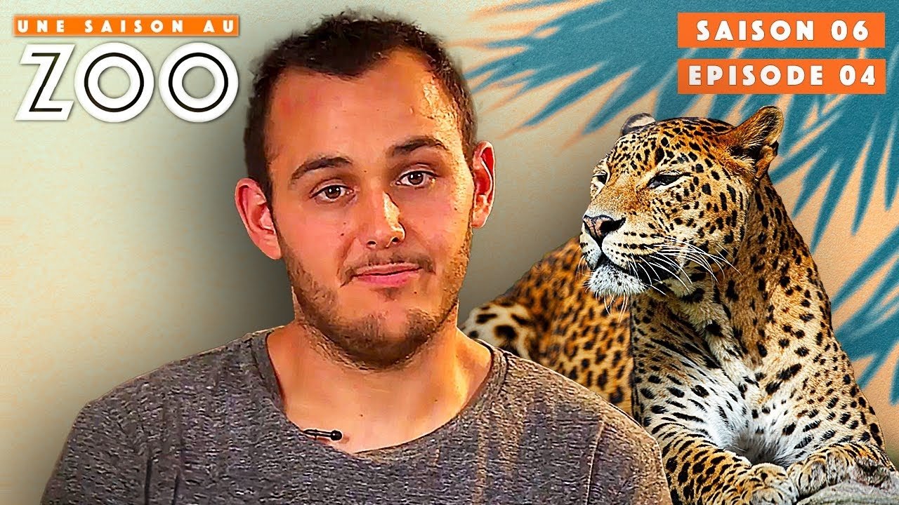 Une saison au zoo - Geoffrey voit sa Panthère une dernière fois...