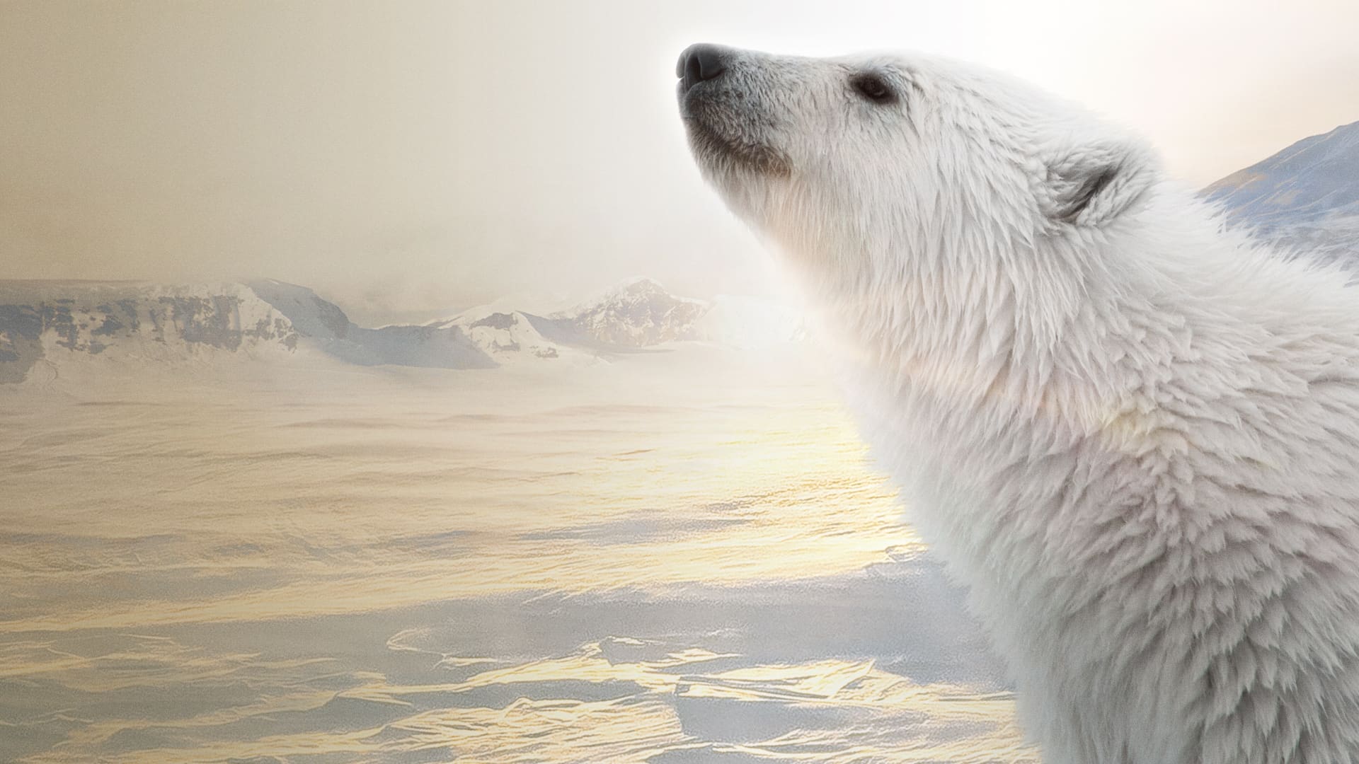 북극곰 (2022)