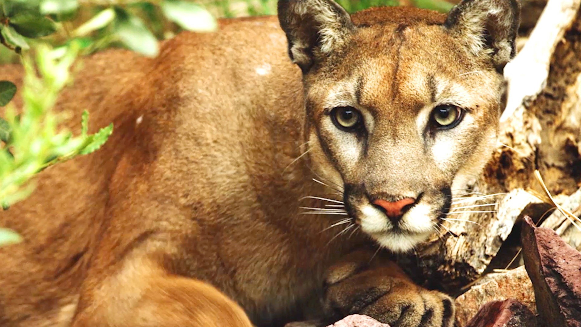 The Riot and the Dance: Earth