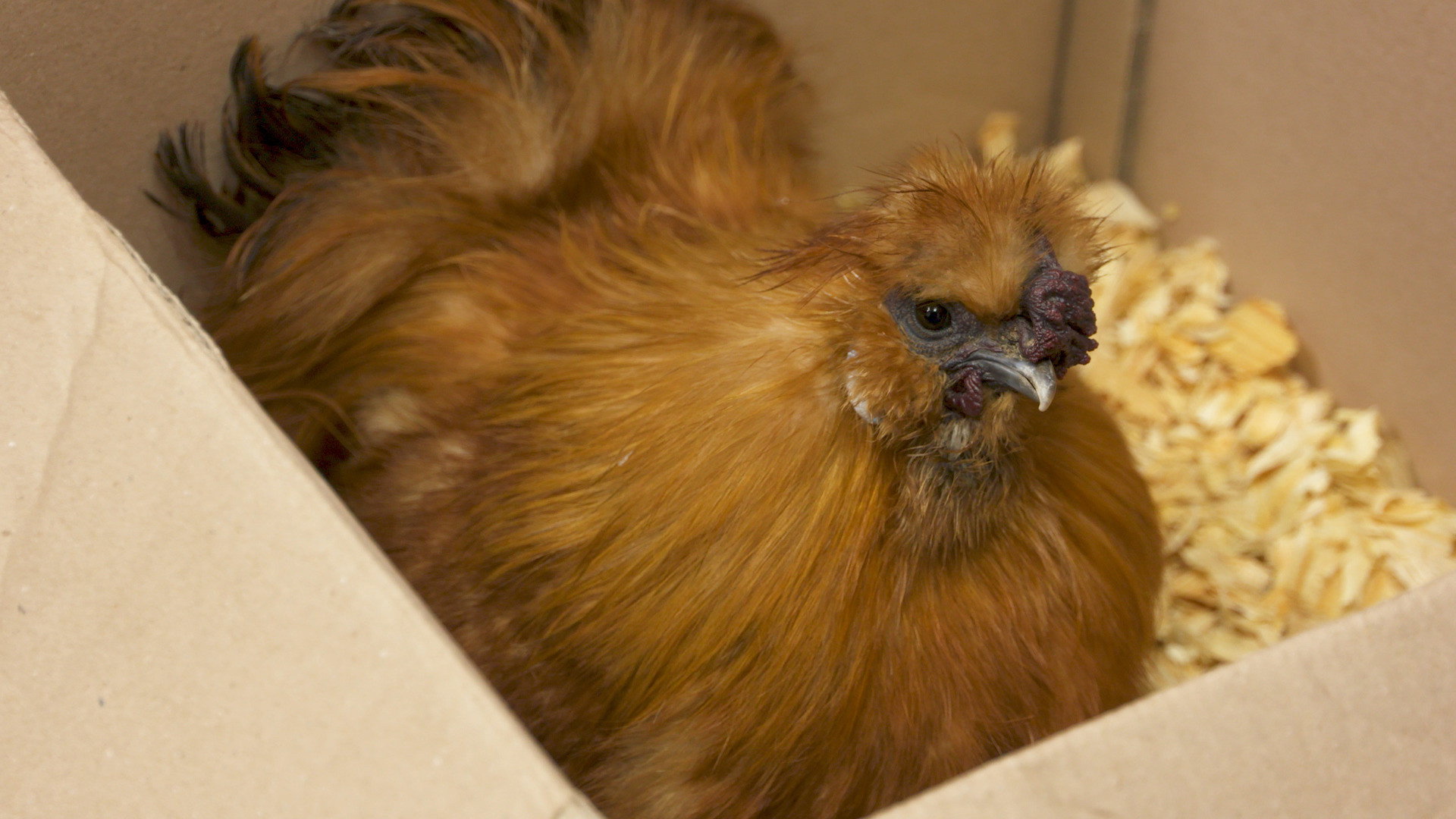 Dr. K's Exotic Animal ER S05E03 backdrop