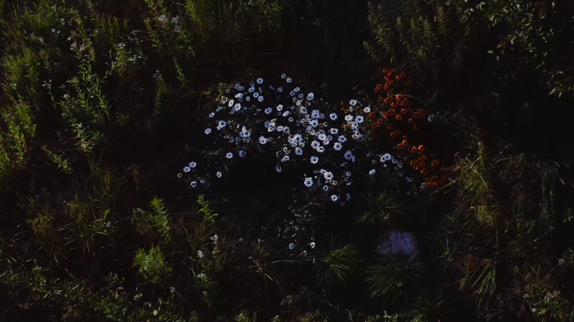 Wild Feast (2024)