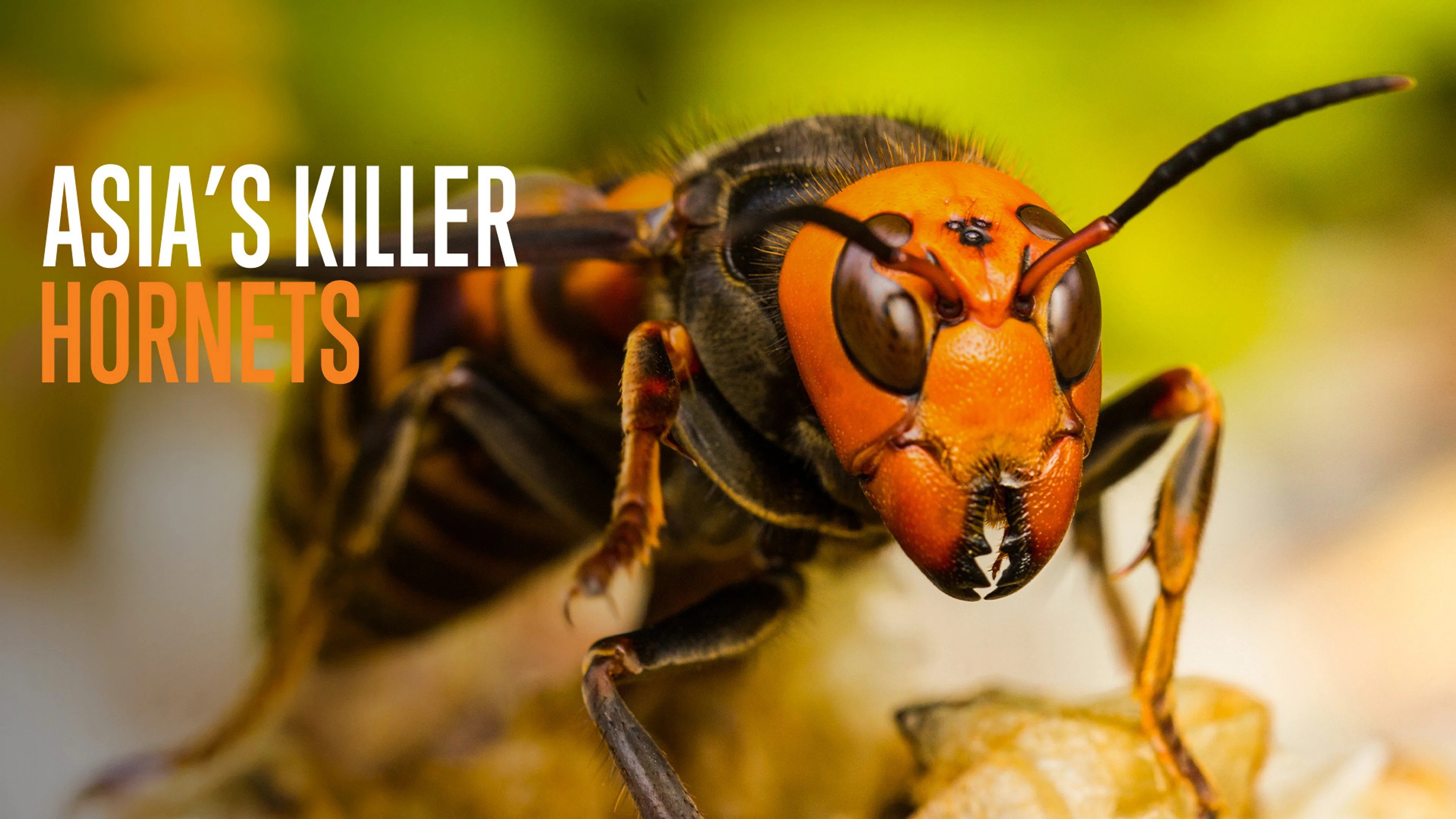 Asia's killer hornets
