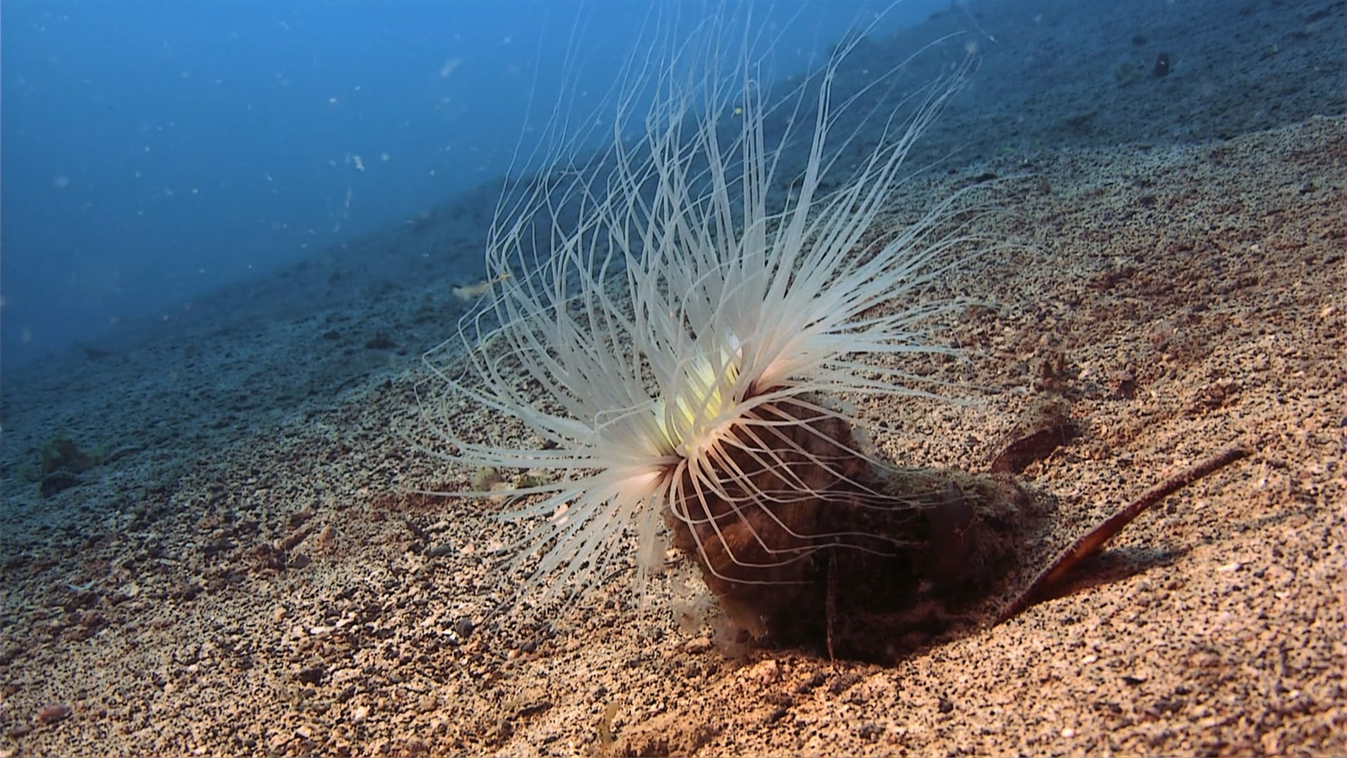 Atmospheres Backdrop background