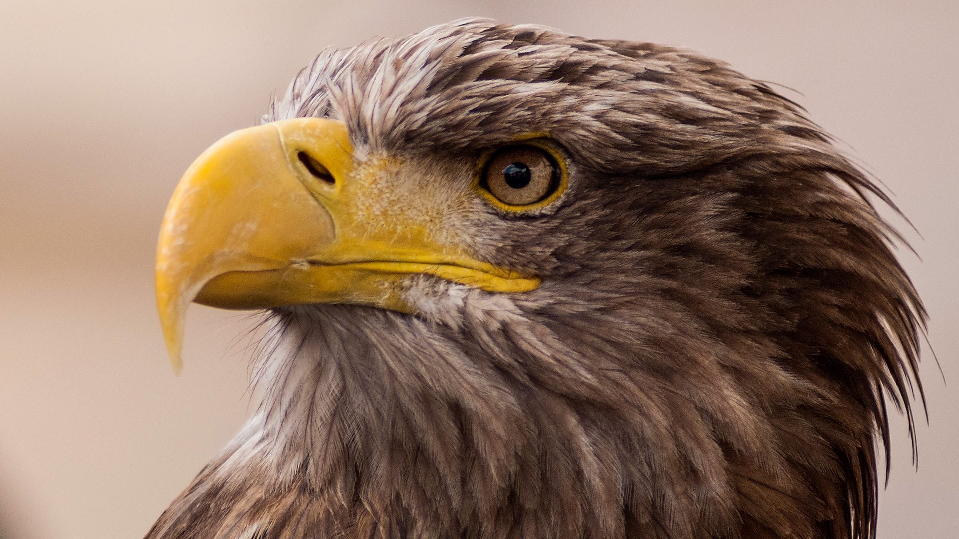 Thumbnail for An Eagle's Flight Season 1 Episode 2