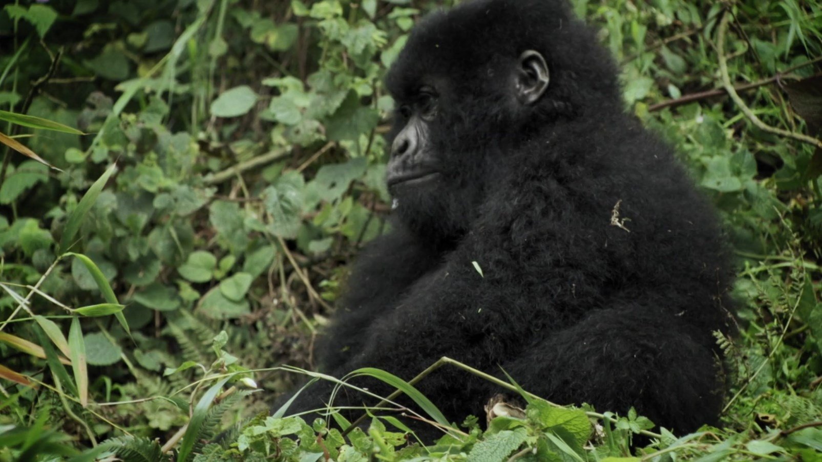 Thumbnail for Great Apes Season 1 Episode 8